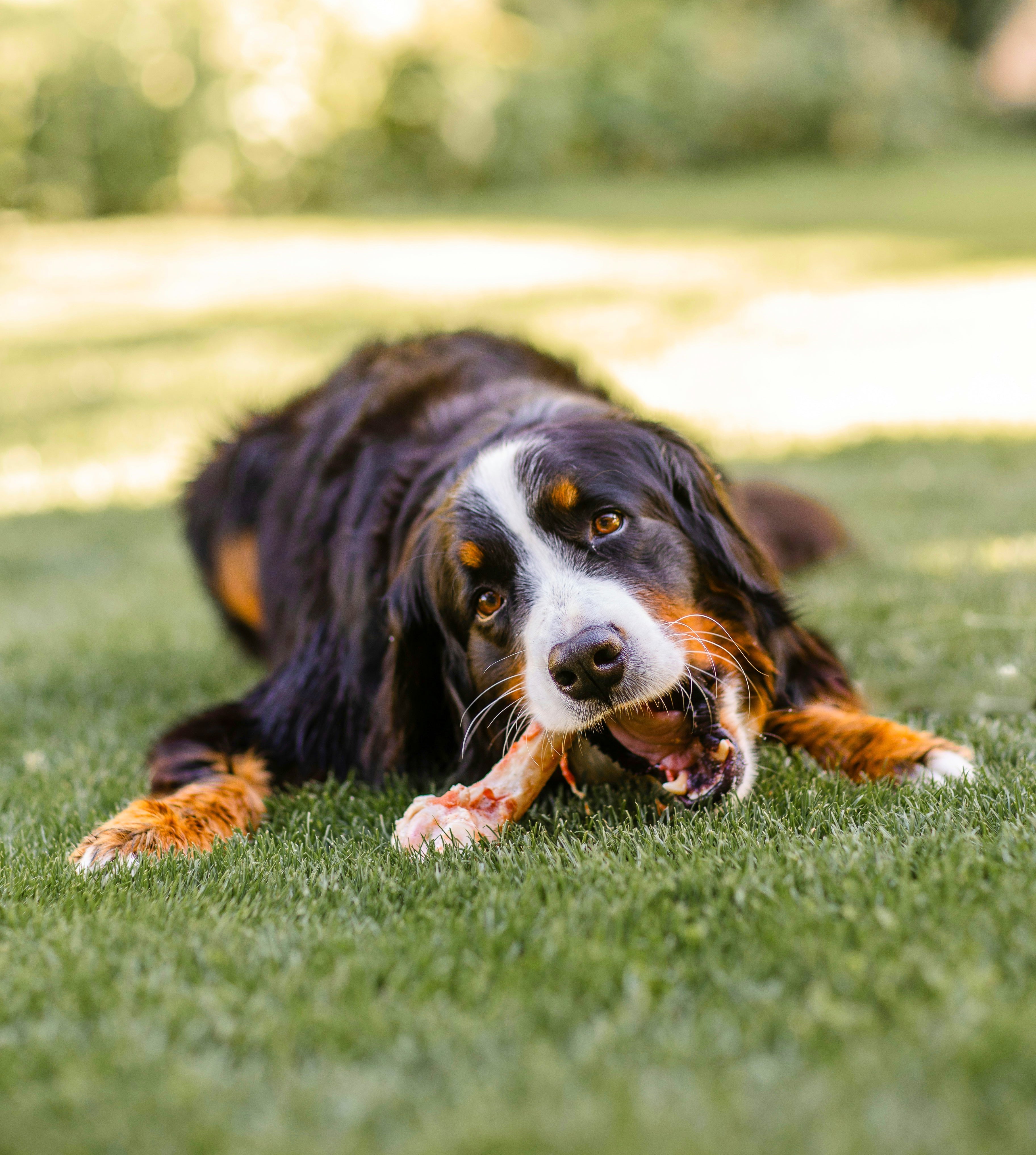 How to transition your dog to raw feeding