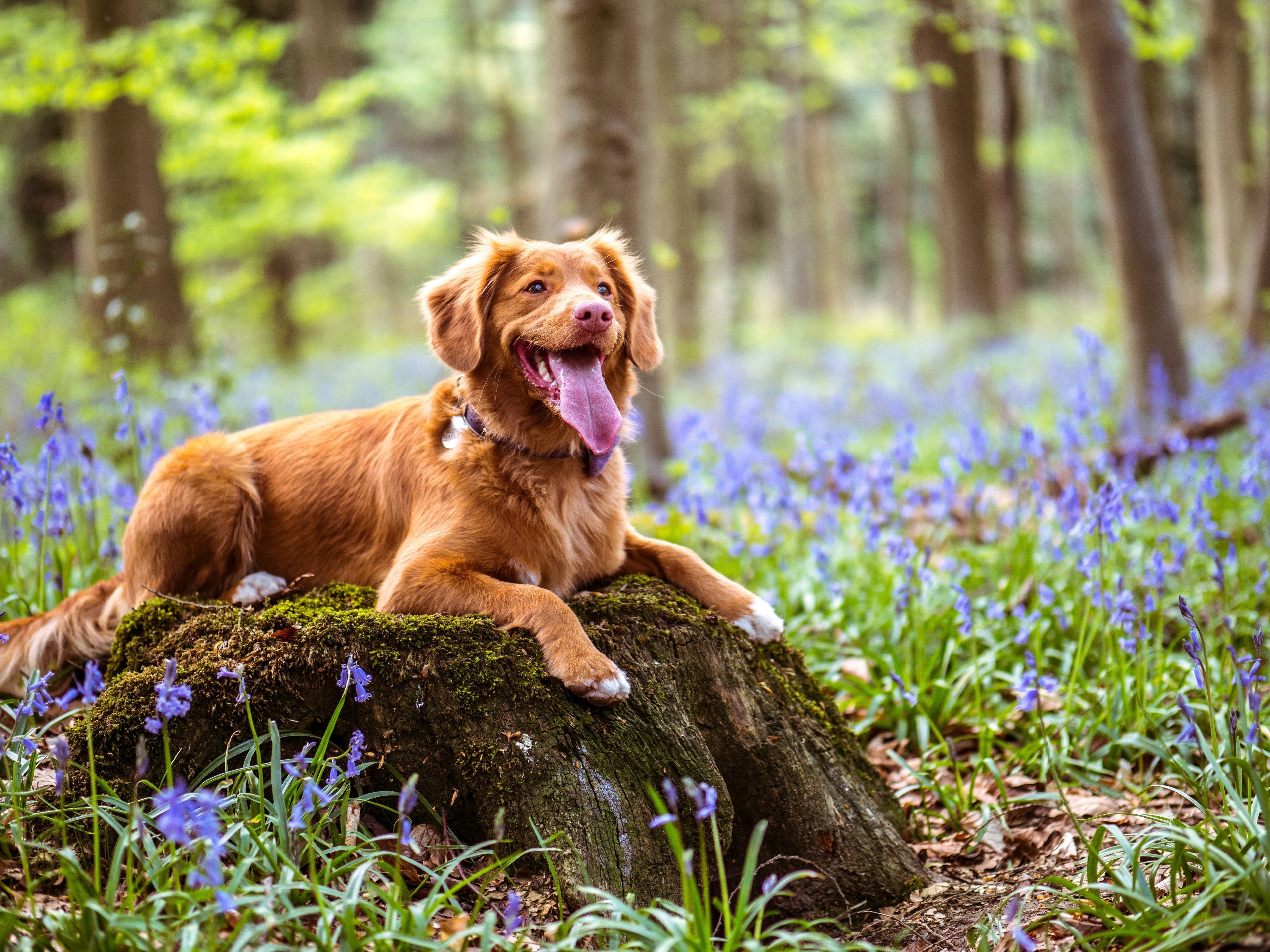My dog has diarrhoea after starting raw... what do I do?
