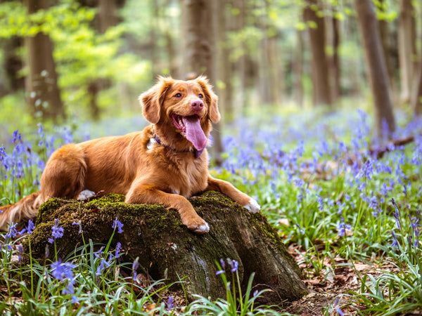 My dog has diarrhoea after starting raw... what do I do?