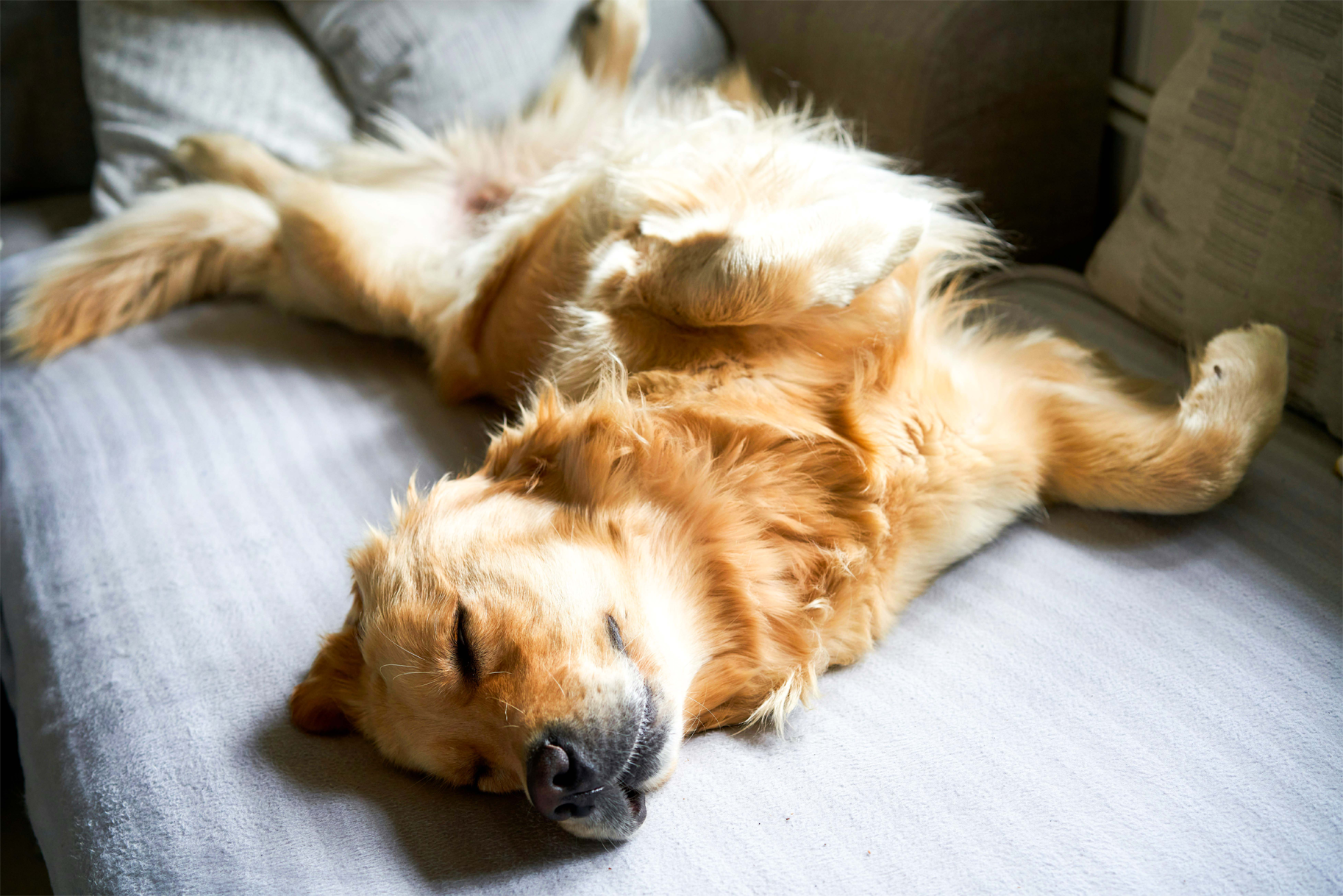 How to Properly Tire Out Your Dog (Without Just Walking Them More)