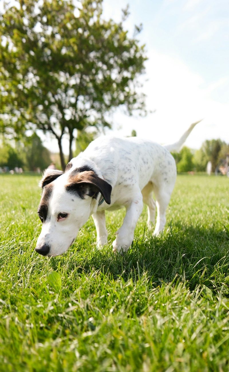 Why Is My Dog Eating Grass?