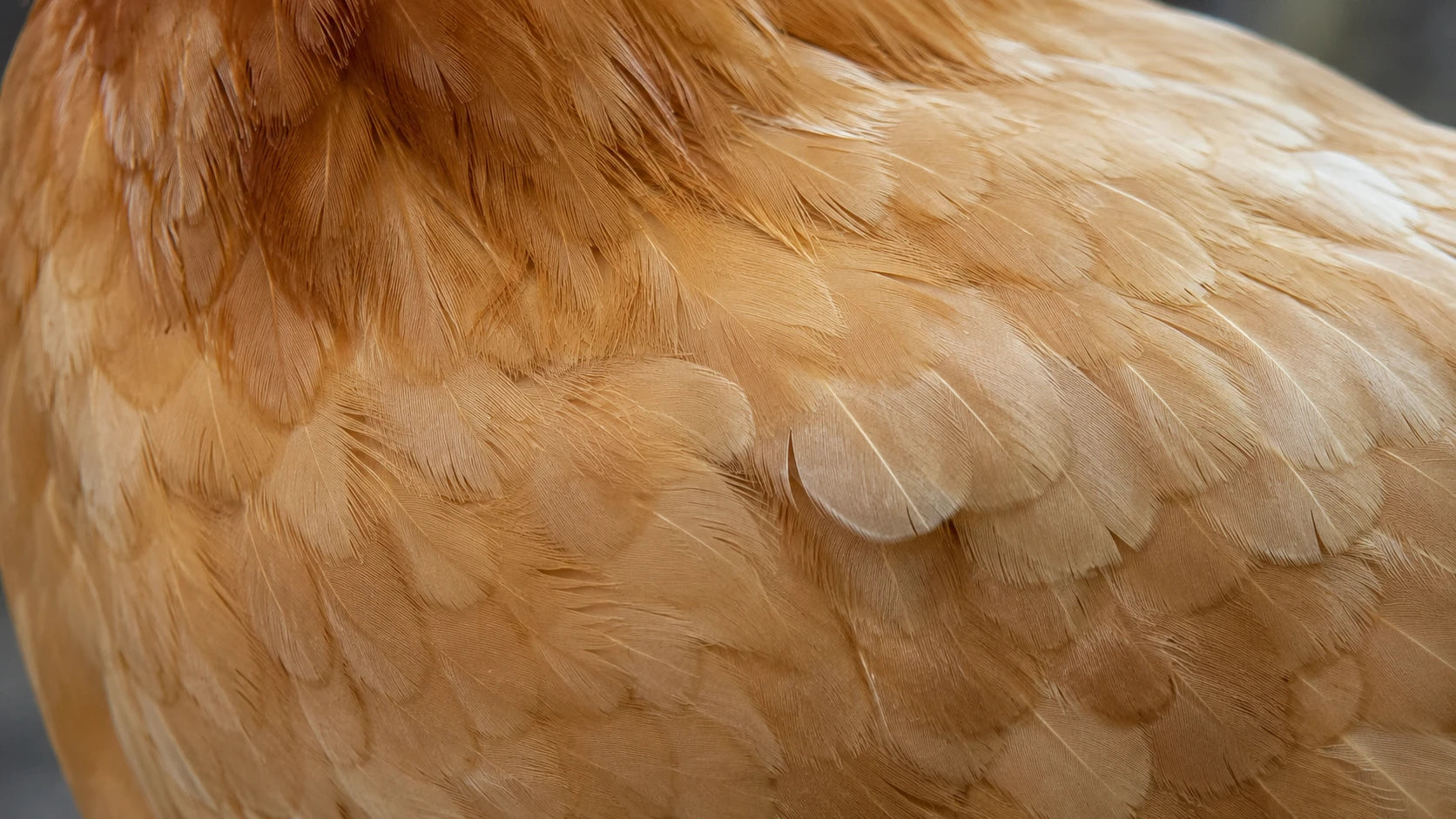 Chicken-Raw-Dog-Food THE RAW PACK LTD