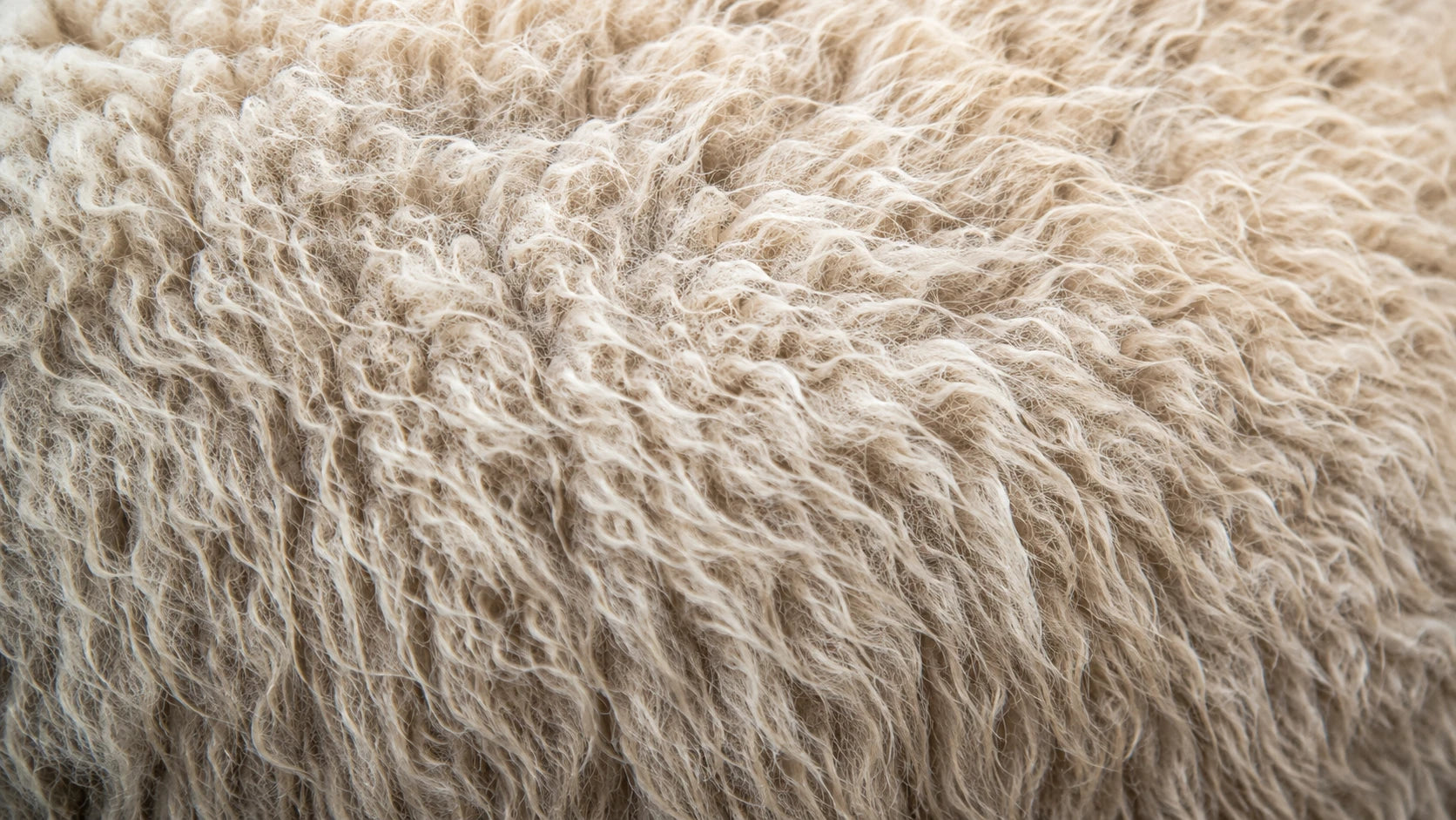 Lamb-Raw-Dog-Food THE RAW PACK LTD