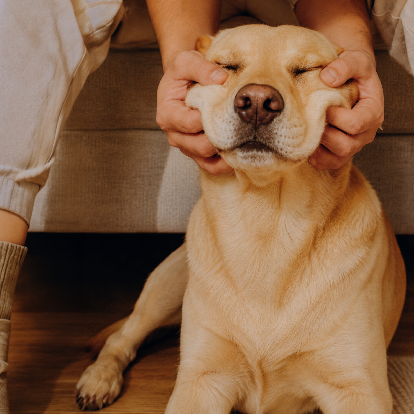 Man rubbing dogs face sat on sofa