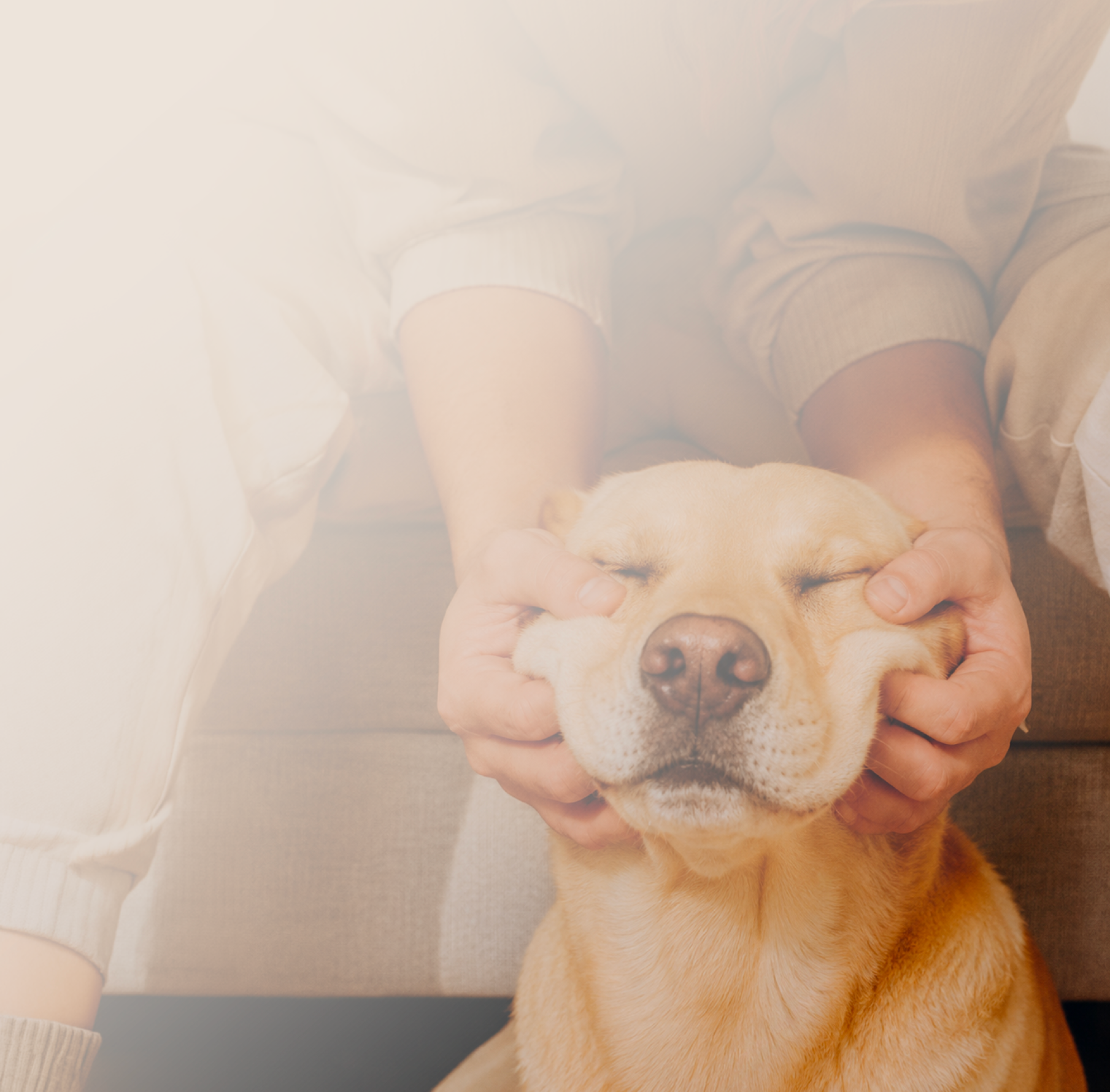Person holding a dog's face with a warm, soft focus background