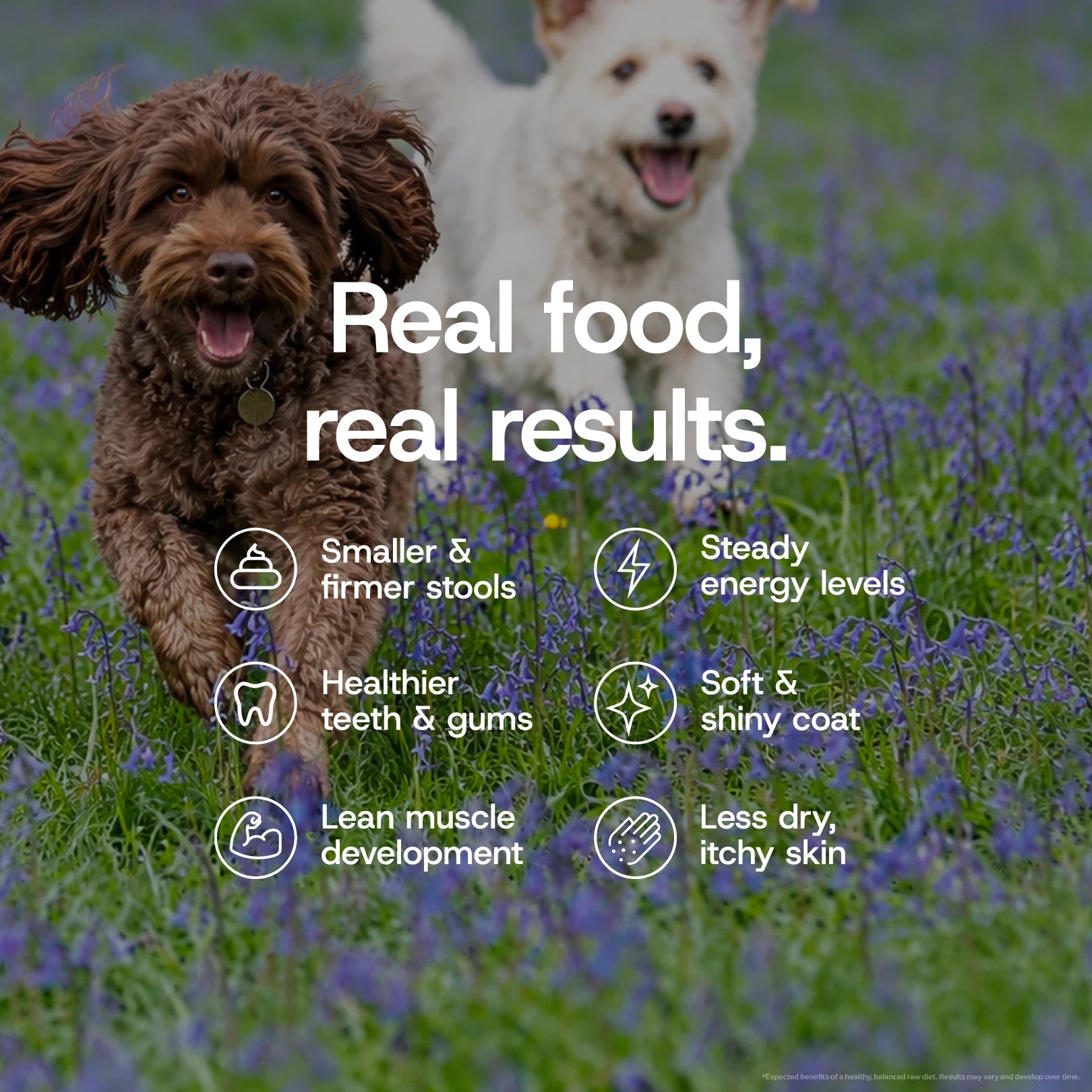 Two small happy dogs run through a field of purple flowers. Large white text explains the benefits of raw feeding diets.