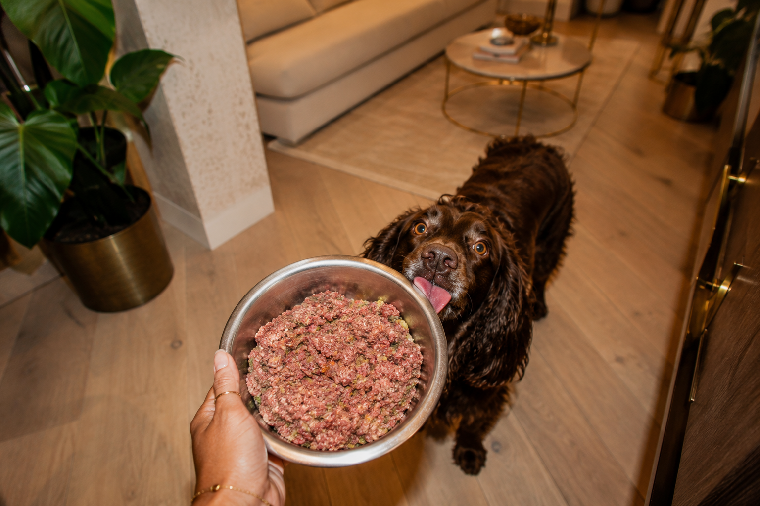 Dog eagerly waiting for food from a bowl held by a person in a home setting.