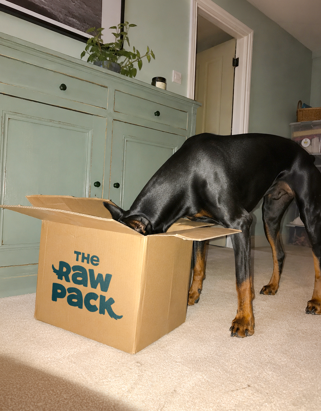 Dog with head inside a cardboard delivery box labeled 'The Raw Pack' in a home setting.