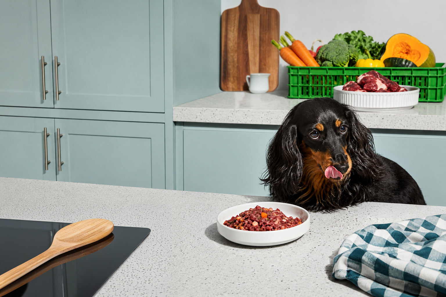 Dog sitting at a kitchen counter with a bowl of food, looking at the camera.