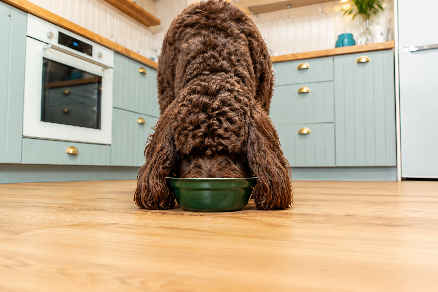 Dog eating from a green bowl on a wooden floor in a kitchen.