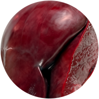 Liver