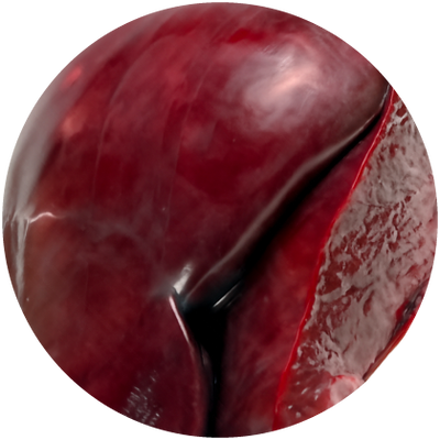 Liver