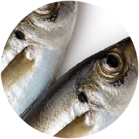 Oily Fish