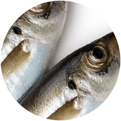 Oily Fish