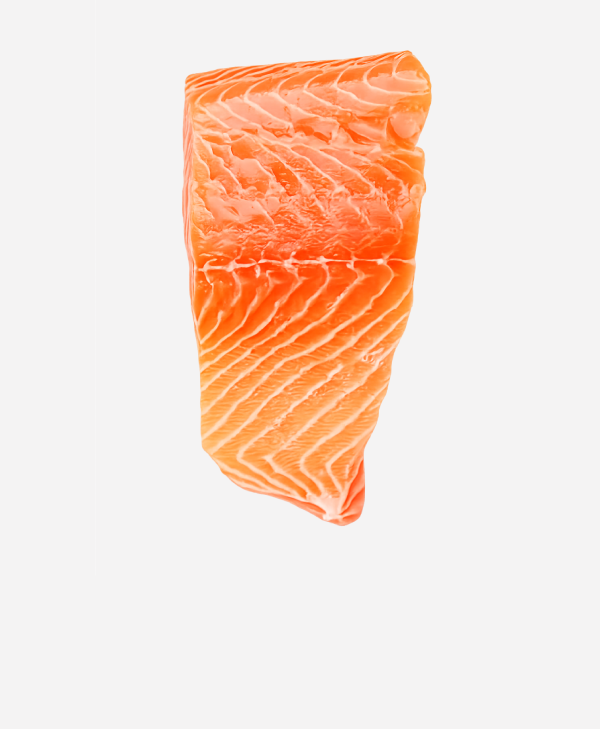 Salmon
