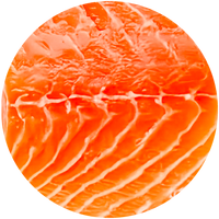 Rainbow Trout