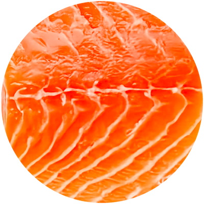 Rainbow Trout